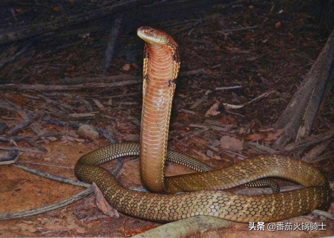 原创眼镜王蛇差异性这么大泰国的血清无法治疗印度眼镜王蛇的蛇伤