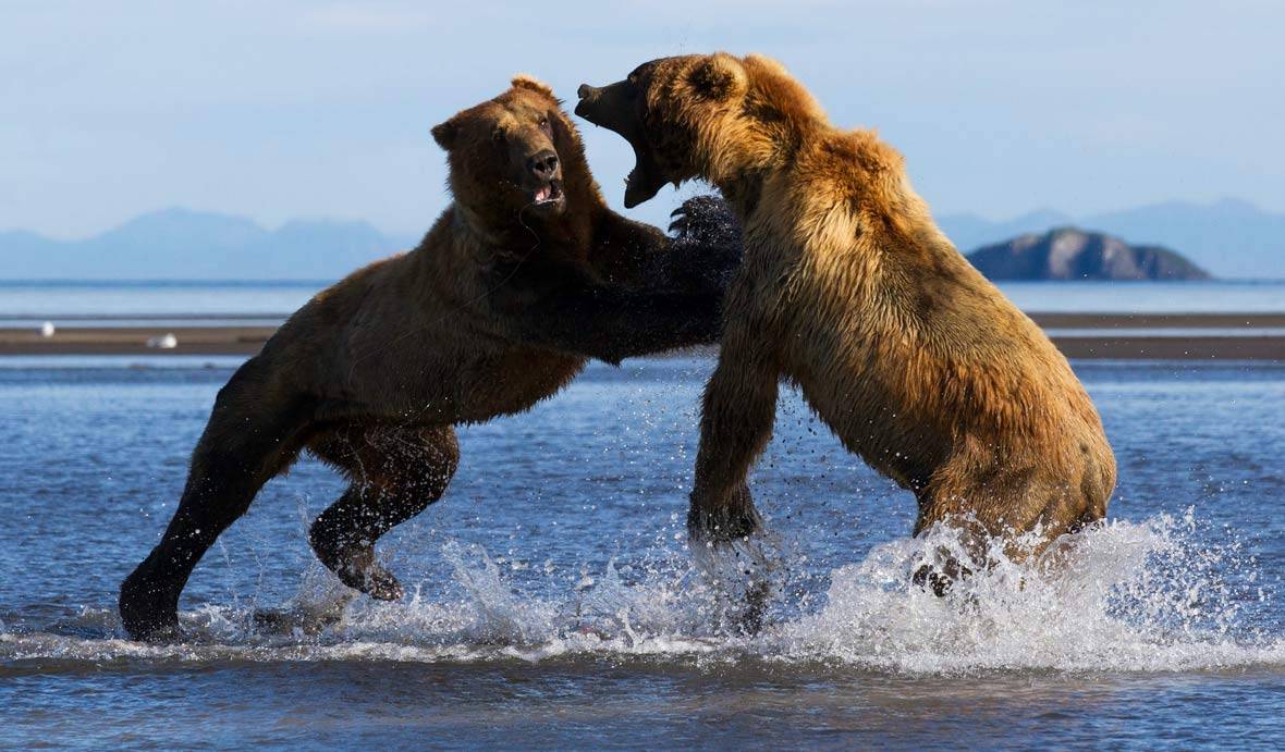 北极熊vs科迪亚克棕熊,谁才是真正的猫科一哥?