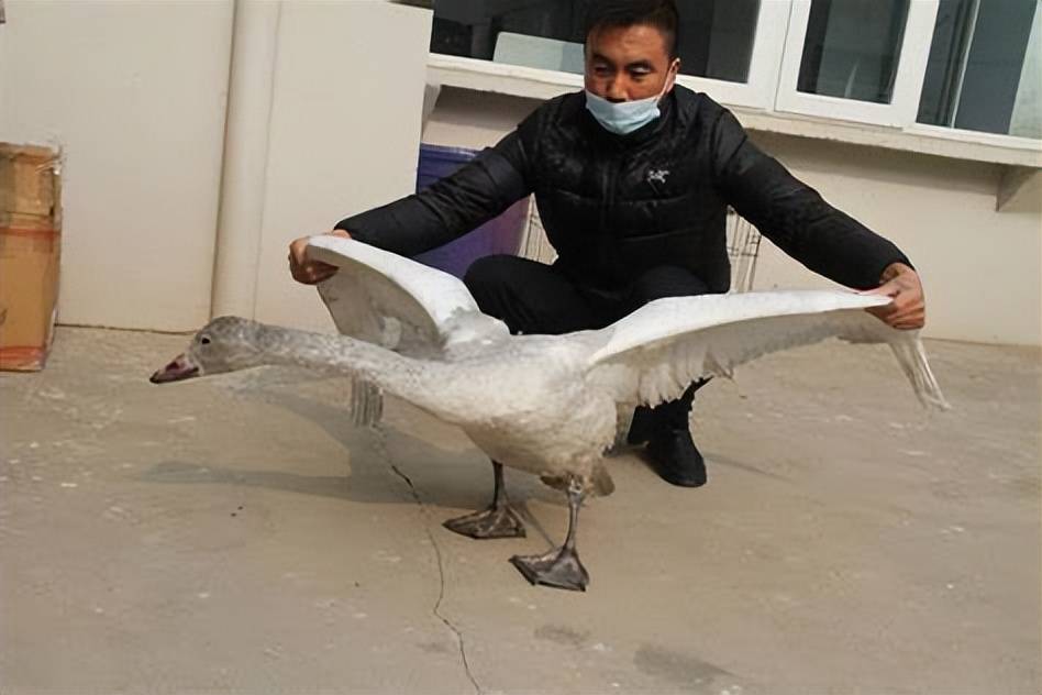 大天鹅都很乖巧连叫都没有叫一声,也许是怕自己的孙子把它做成铁锅炖