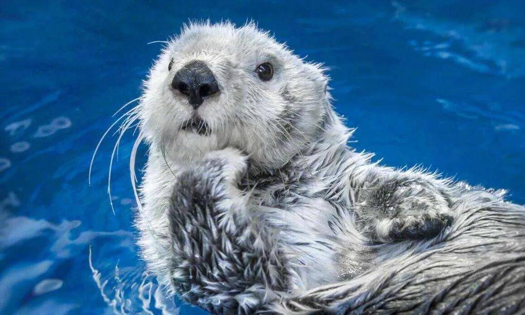 海洋中奇特的动物《海獭》_皮毛_生活_水域
