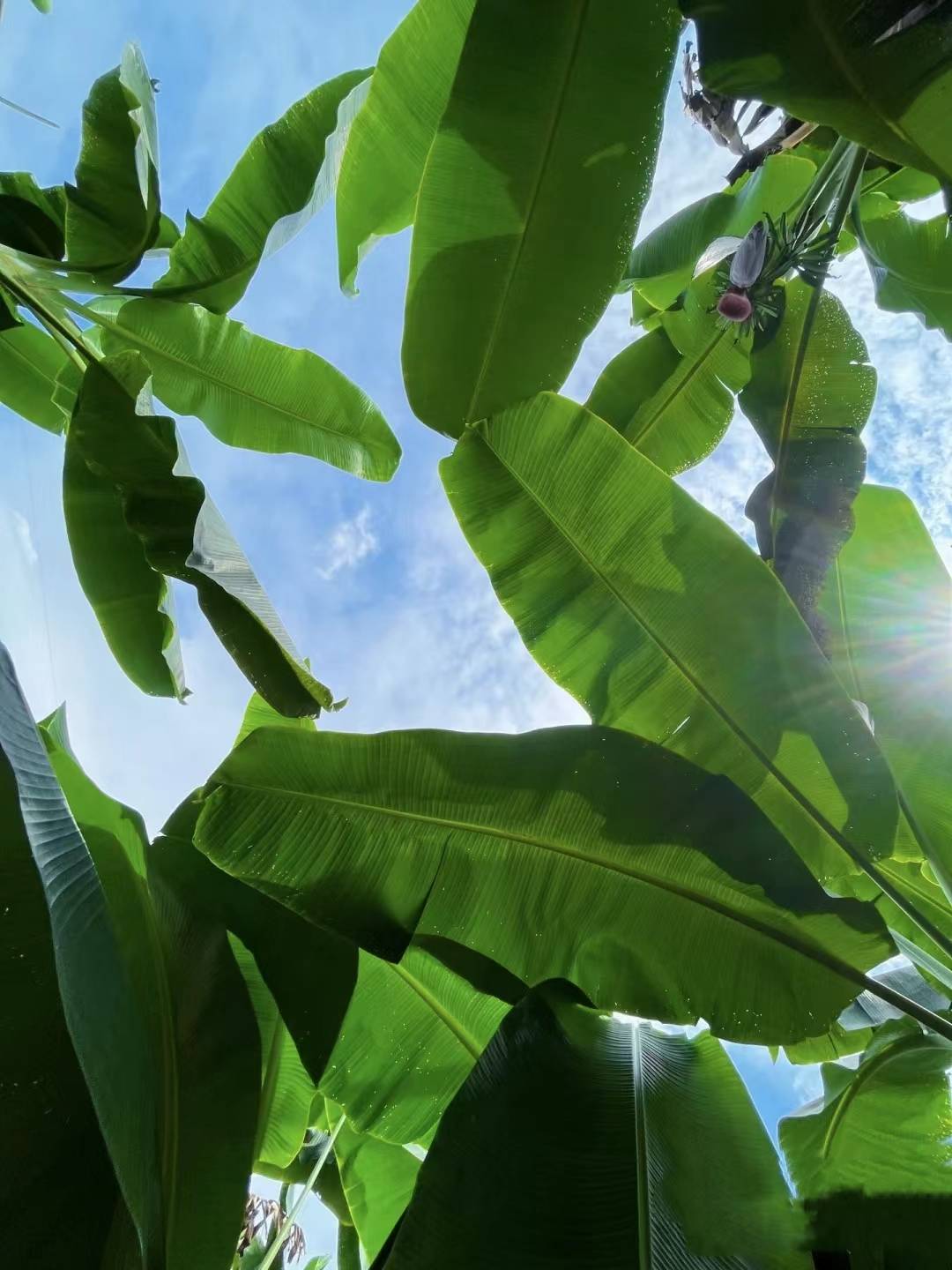 芭蕉林裡的浪漫|夢想中的田園生活|大樹生態農場過悠閒夏天_香蕉林