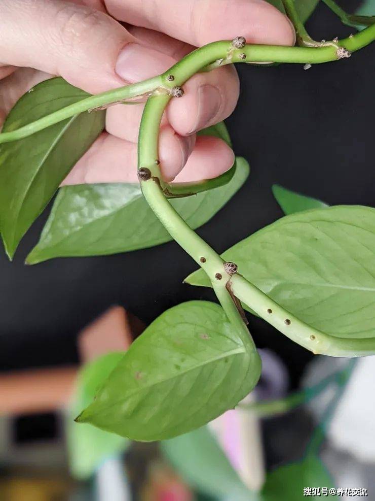 简单的茎插繁殖教程,以绿萝为例,教你繁殖室内各种绿植