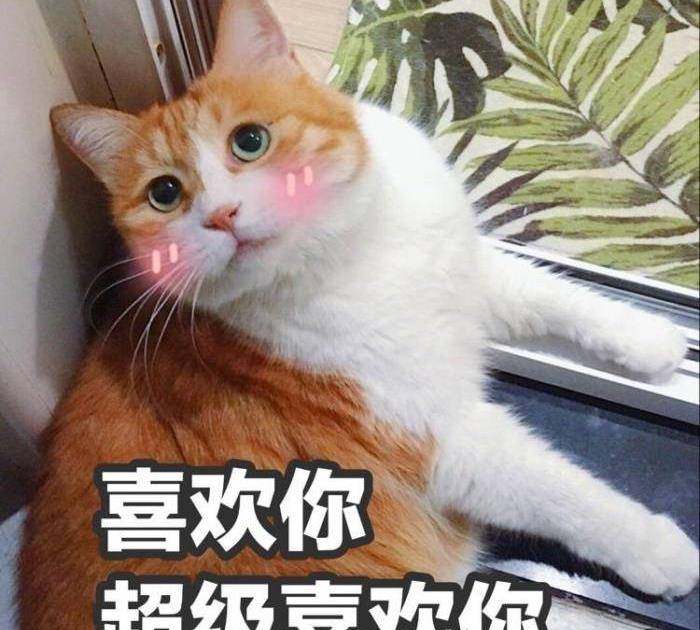 猫咪喜欢主人必然有这些行为 如果没有 那你就要反省了 屁股 鞋子 时候