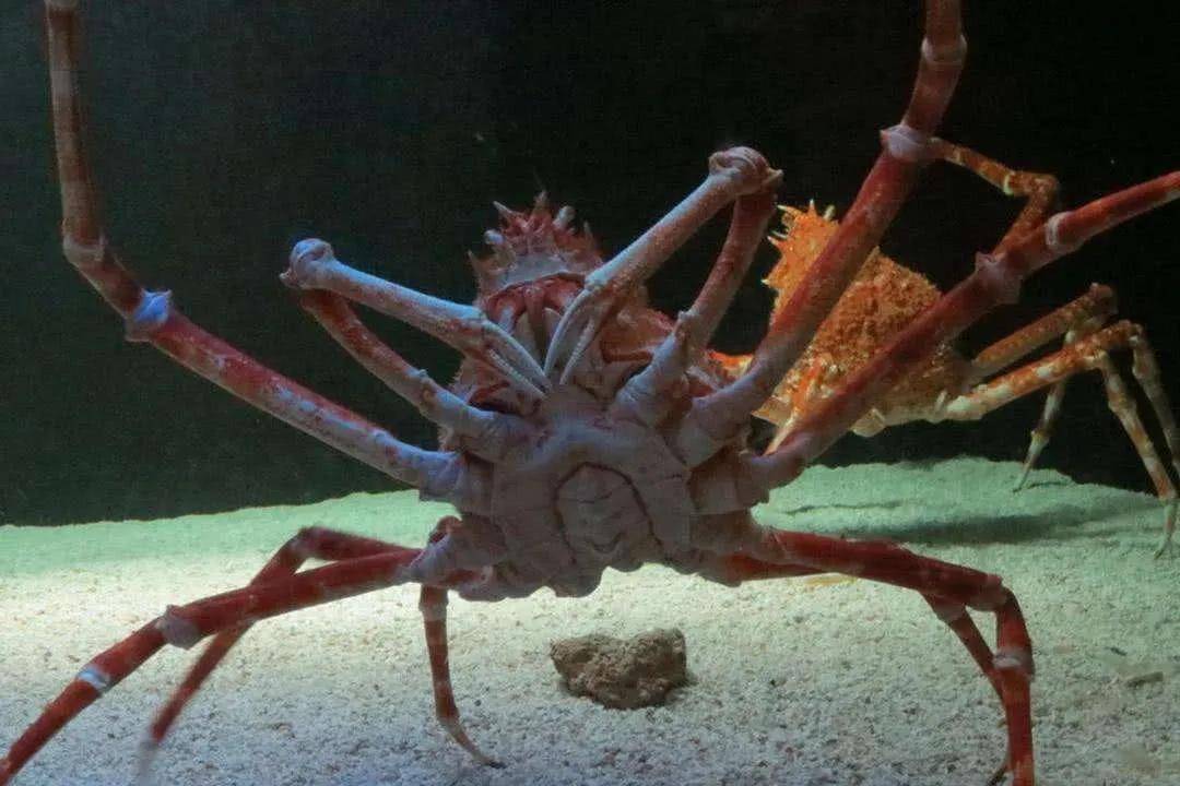 这种蟹叫甘氏巨螯蟹,是一种生活于西北太平洋海底的大型蜘蛛蟹,也是