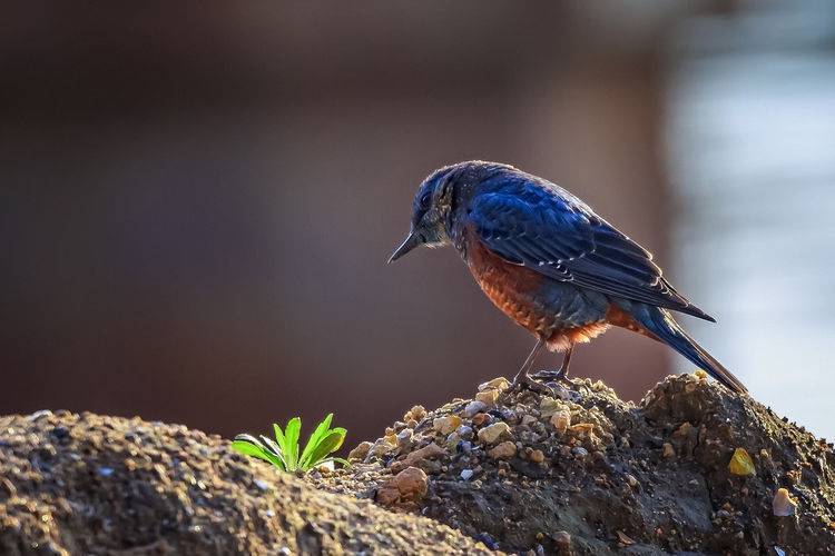 云游宁德|老屋:春日载阳,有鸣东湖_自然界_鸟类_过程