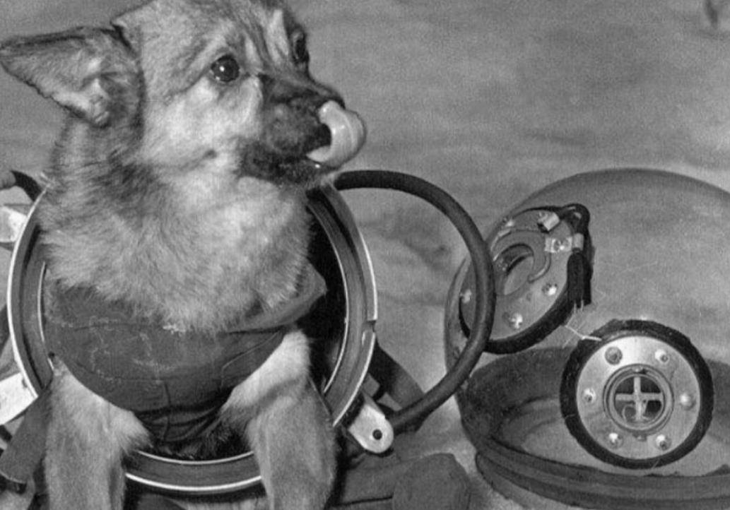 原创首只进入太空的狗莱卡在宇宙飘了60多年为什么要毒死它