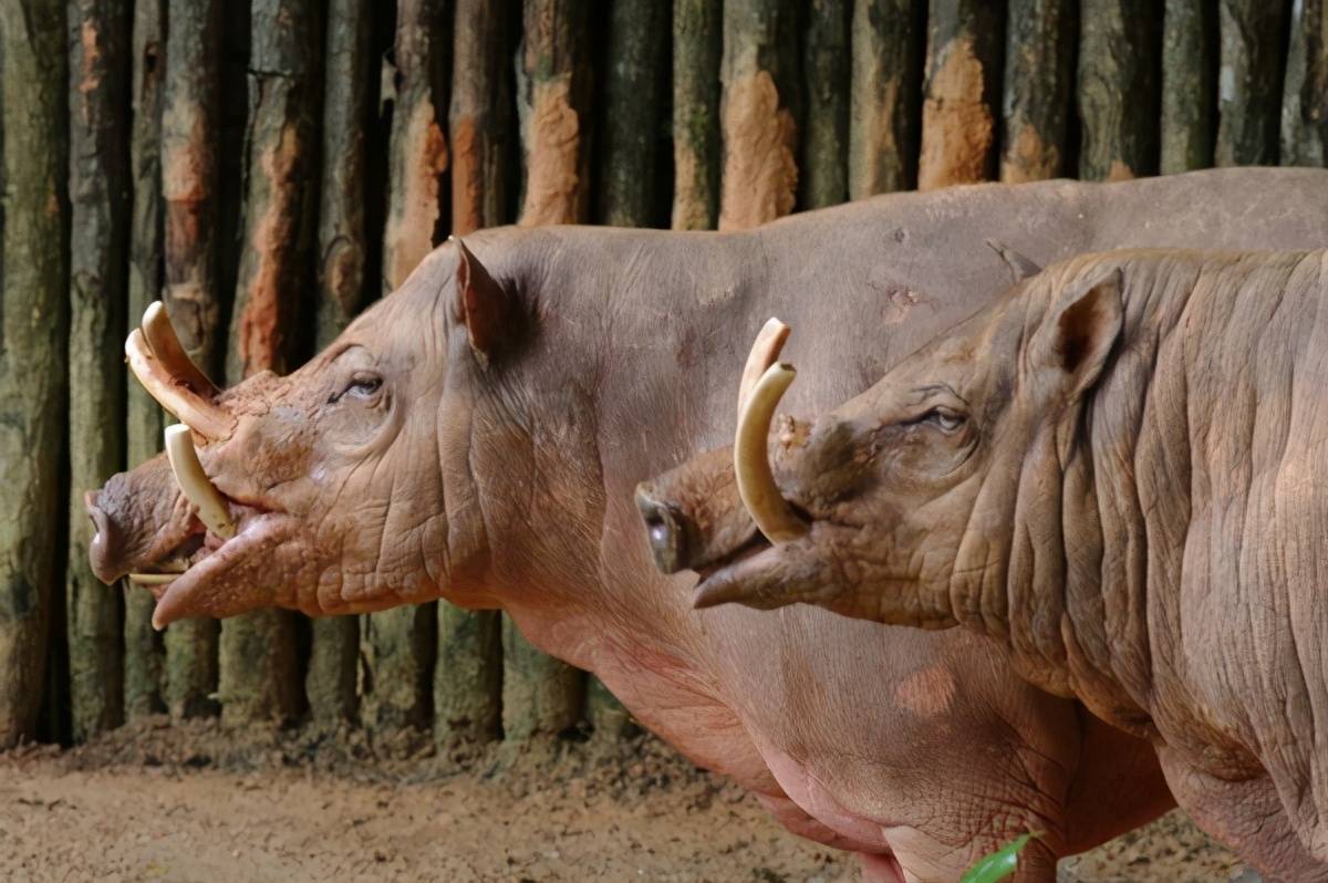 原创长出獠牙不为战斗却会扎穿自己脑门这种野猪让人心疼