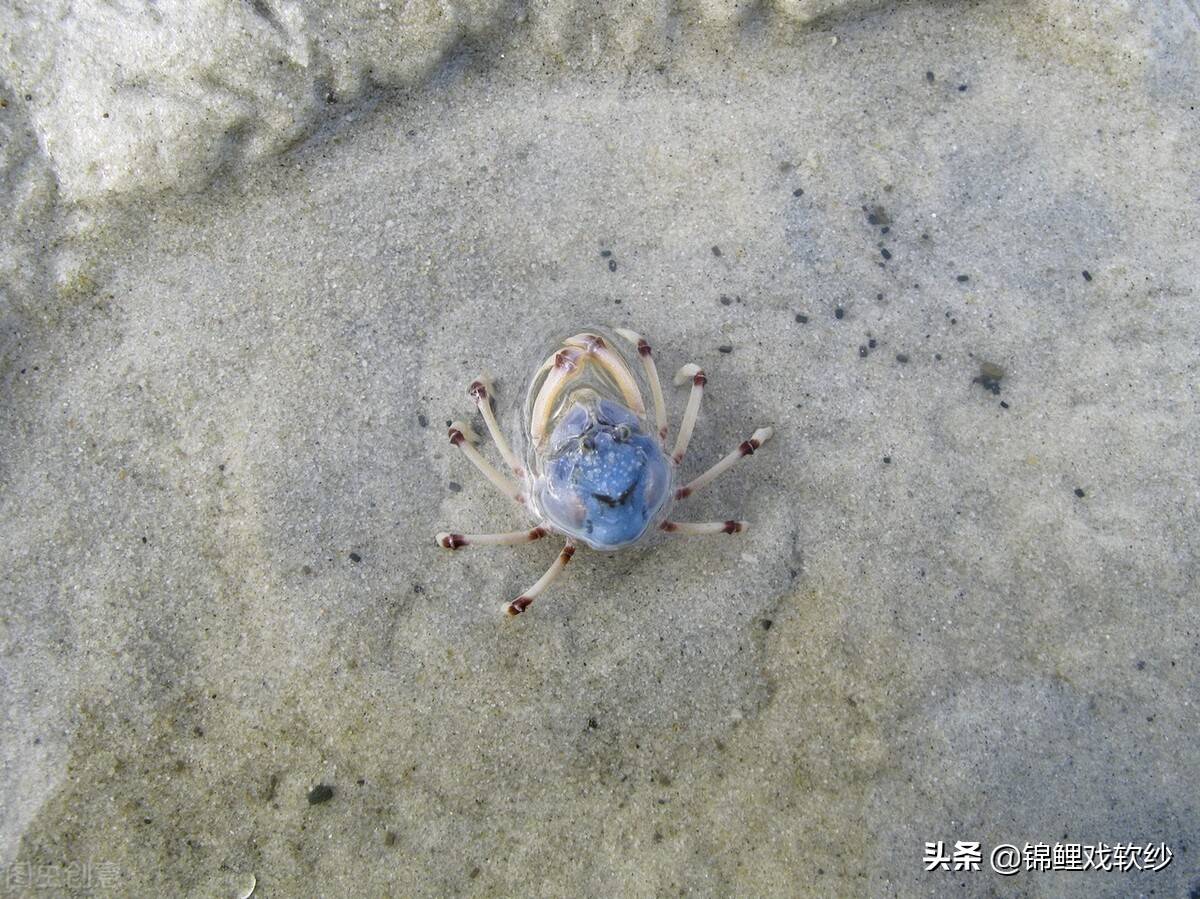 物种科普:短指和尚蟹_活动_泥沙_沙中