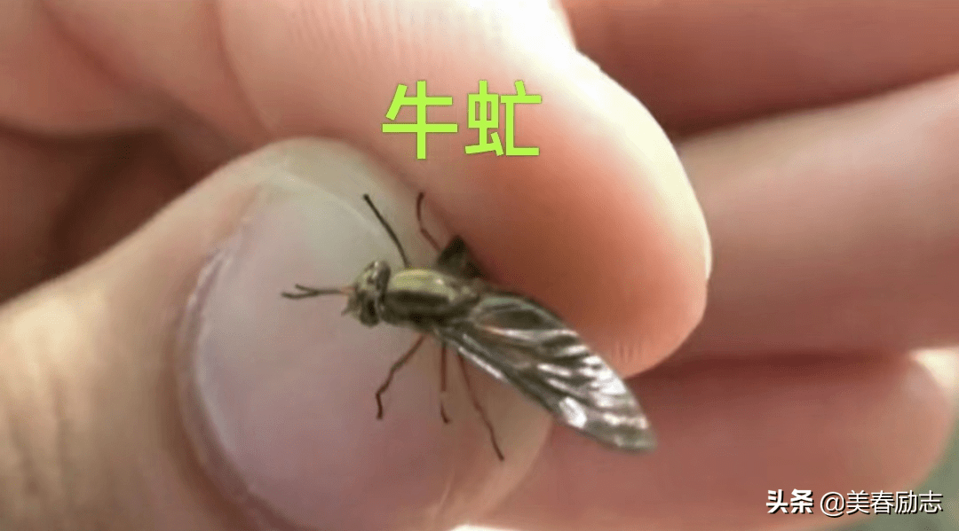 第六,牛虻,牛虻一般体型比苍蝇要稍微大些,长得像苍蝇.