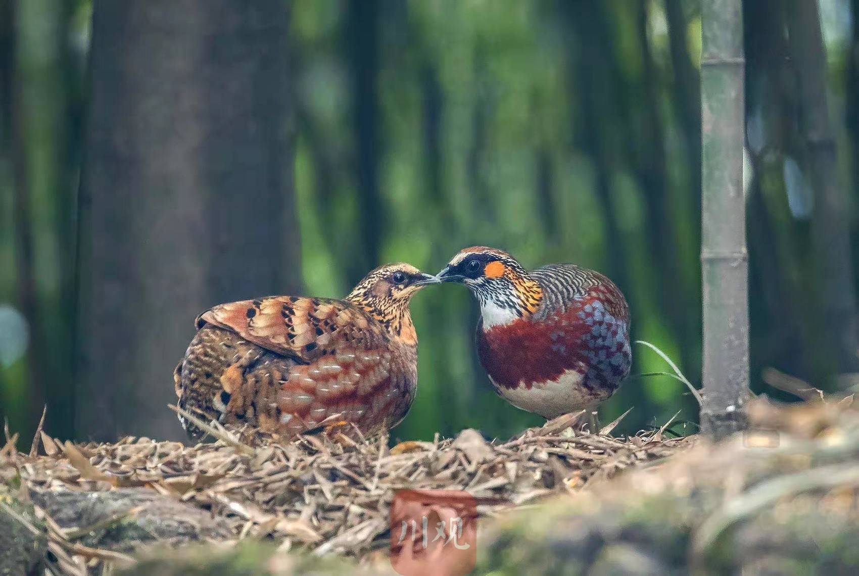 珍贵影像川观拍客记录国宝级鸟类四川山鹧鸪飞翔画面