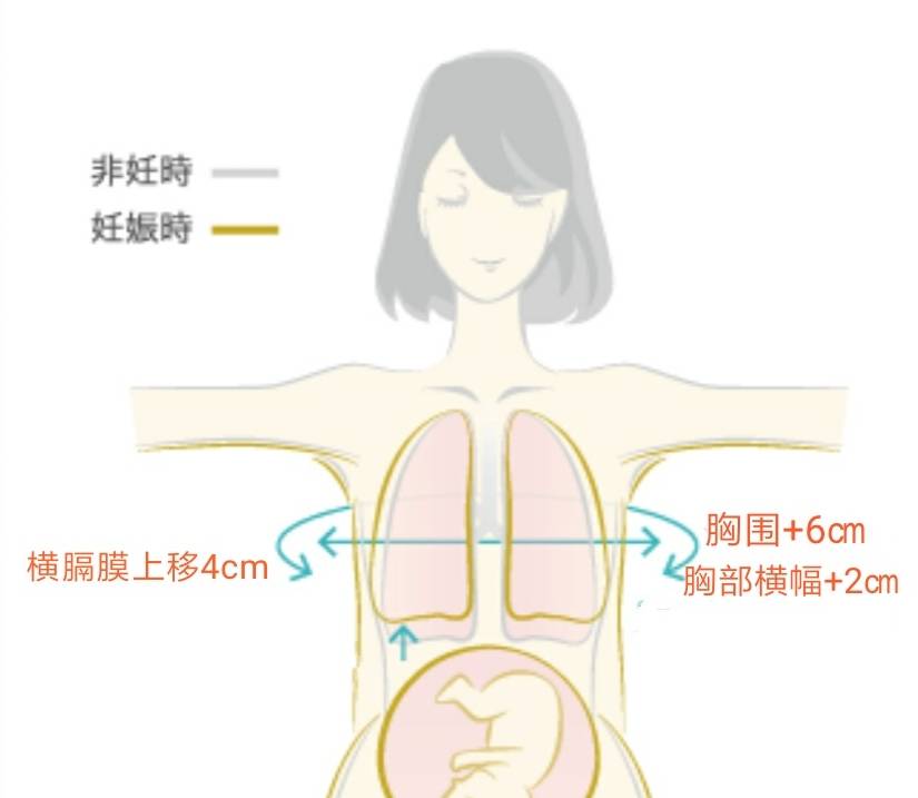 4张图告诉你，怀孕后孕妈的身体有哪些变化，有哪些不良影响