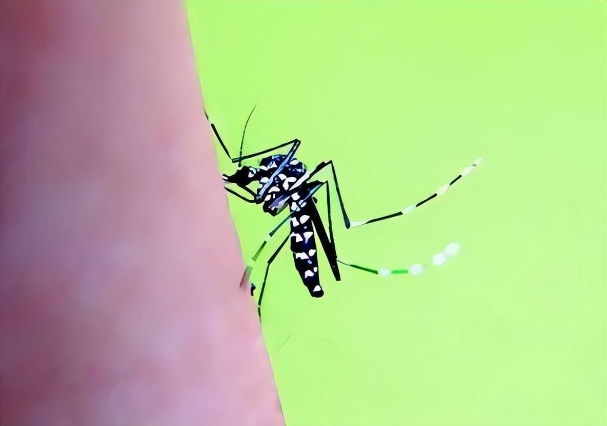 原创俗称花蚊子个头不大毒性强白天也出来咬人它为何如此凶猛