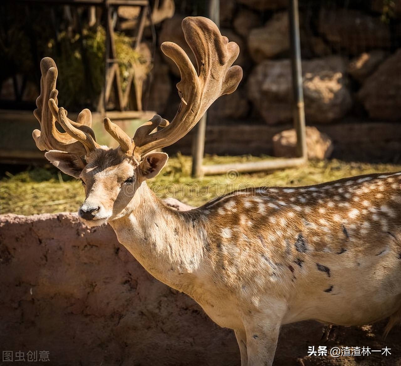 原創成都街頭梅花鹿狂奔跳河溺水去世網友難道不是嚇死的嗎