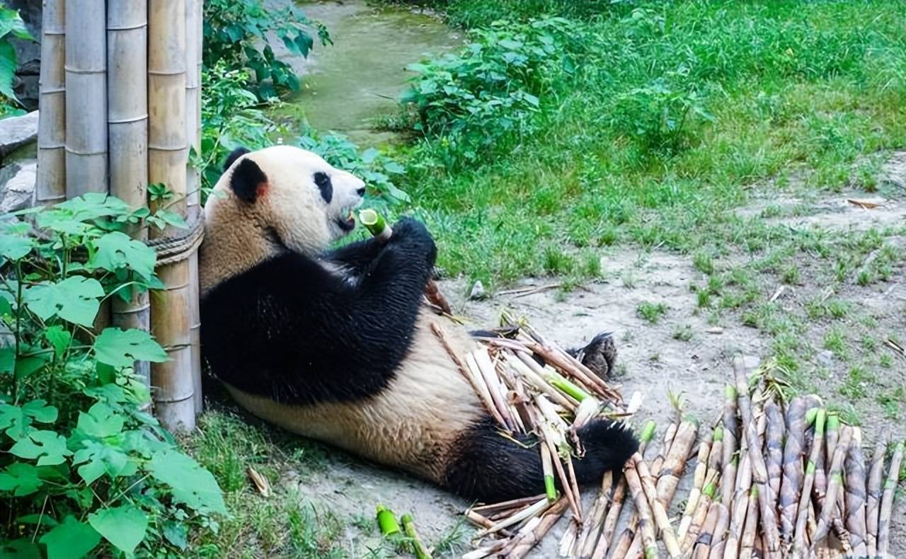 原创失而复得的茶种入选首批中国茶样库名录