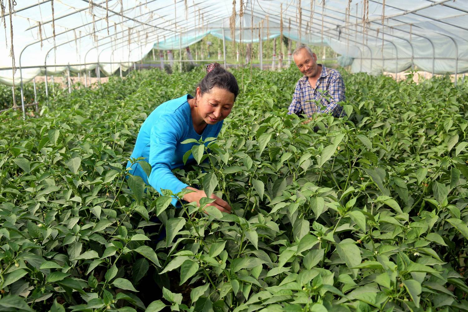 大棚青椒褐斑病的危害有哪些如何防治