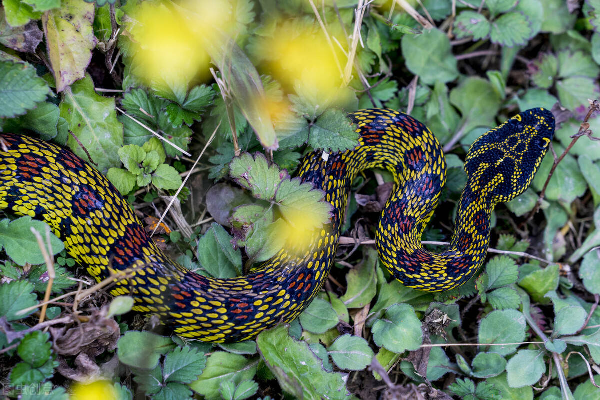 「科普」被不同毒蛇咬后的急救措施(上篇)_伤口_医生_银环蛇