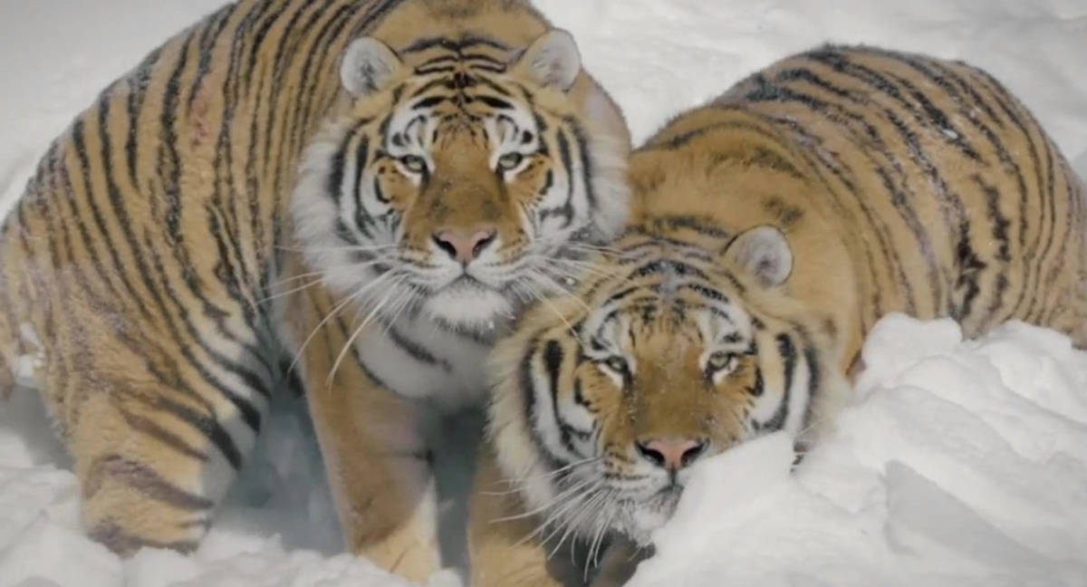 吉林延边出现东北虎,男子停车拍照炫耀,不知觉已埋下安全隐患_老虎