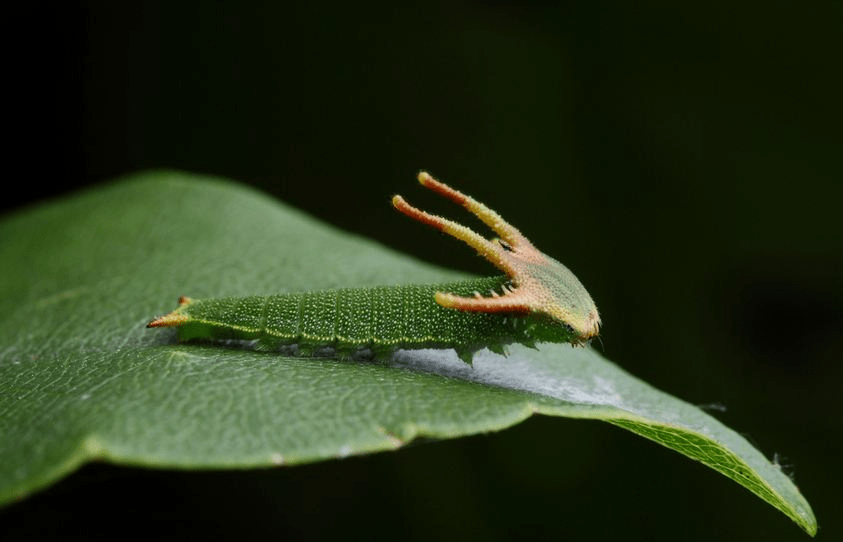 大家说真的有龙存在吗