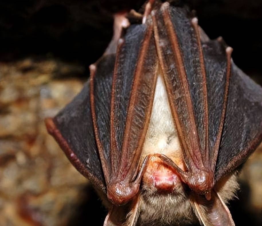 科学家已经能够利用坑蝙蝠的唾液从而产生抗凝血剂,来治疗中风患者和