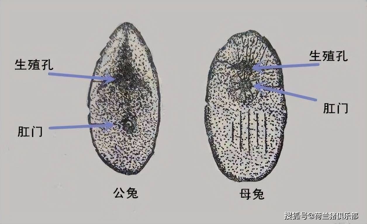 公兔子臭腺图片