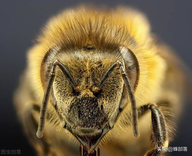 当蜜蜂采集完花粉之后,它身材部下面的三对足便会使劲地活动.