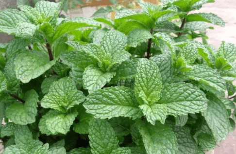 农村一种植物野草,可烫火锅吃,嚼3片叶子能除口臭,是一种药材_薄荷