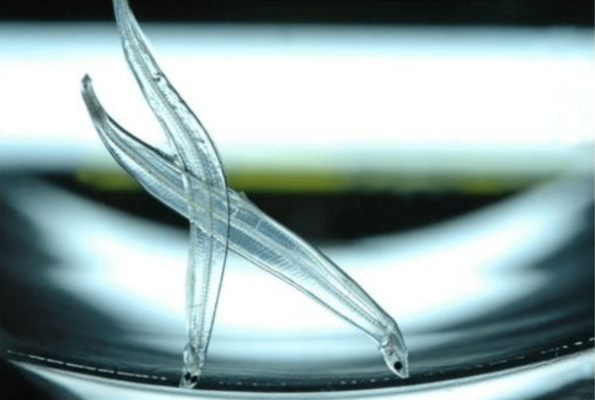 在它们达到成体之前,淡水鳗鱼要经过一个细头鳗幼虫期,然后是一个玻璃