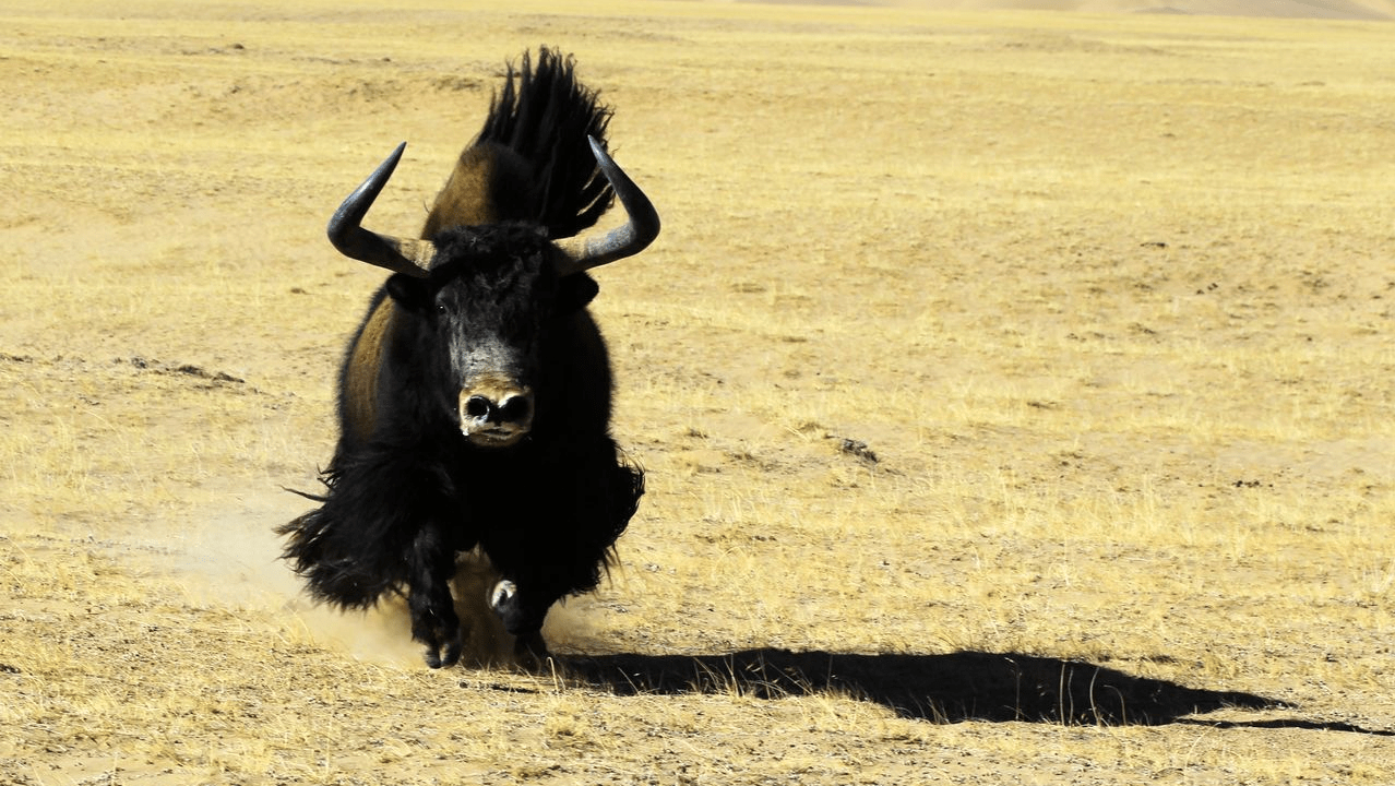 青海野牦牛对牧民疯狂报复,连其尸体都不放过_格桑_草场_叫声