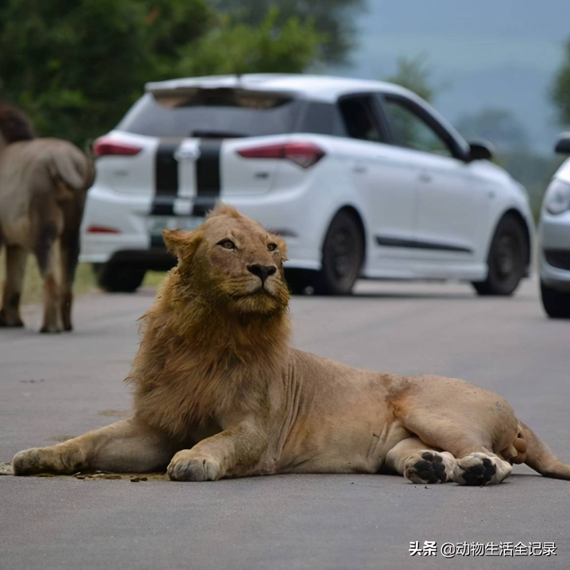 南时尚黑鬃雄狮:带着三个儿子流浪,一手好牌却打得稀烂,悲剧_父子