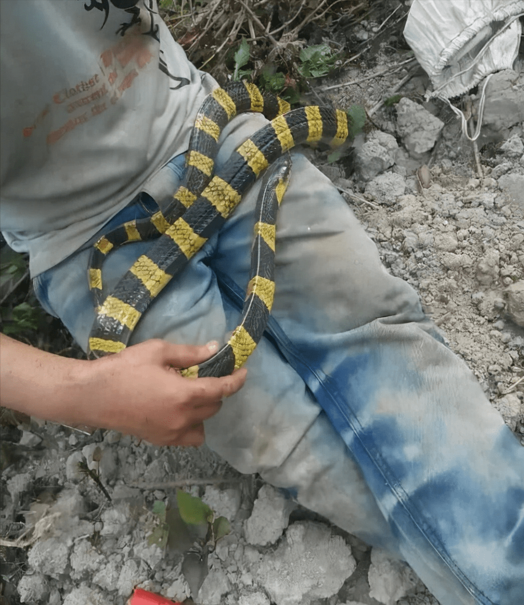好危险广西一路旁惊现金环蛇金环蛇有多毒比银环蛇还厉害吗