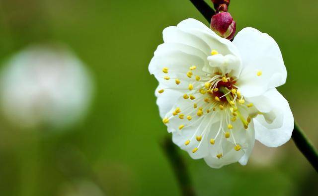 花开花落 随缘自在 人生 自然界 一朵花