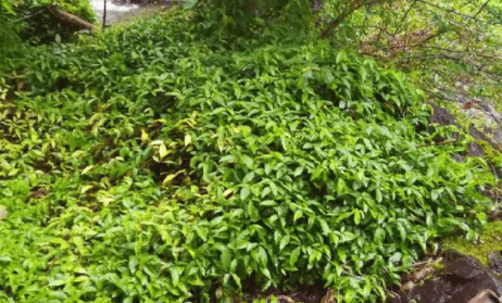 石猴子,石抱子,金线吊葫芦,土经丸,雷胆子,搜夹风,丝线吊金钟,金线吊