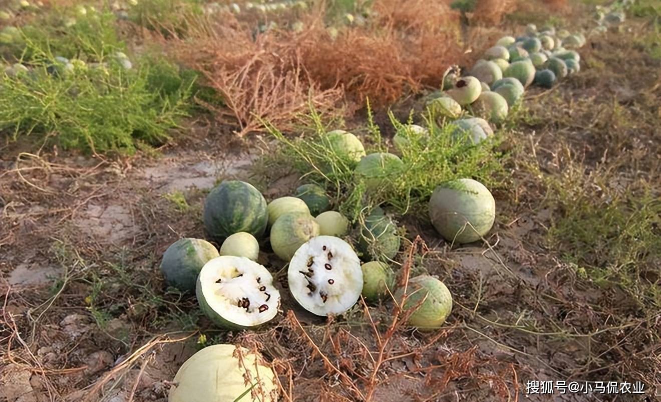原创大叔兰州旱地种独特西瓜亩产8000斤籽比果肉值钱助农增收