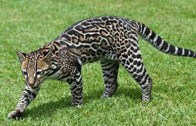 原创猫亚科动物图鉴准备好一起吸猫了吗