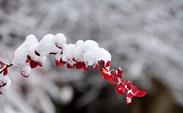 蕭瑟在眸,風雪近在眼前_雪花_腳印_人間