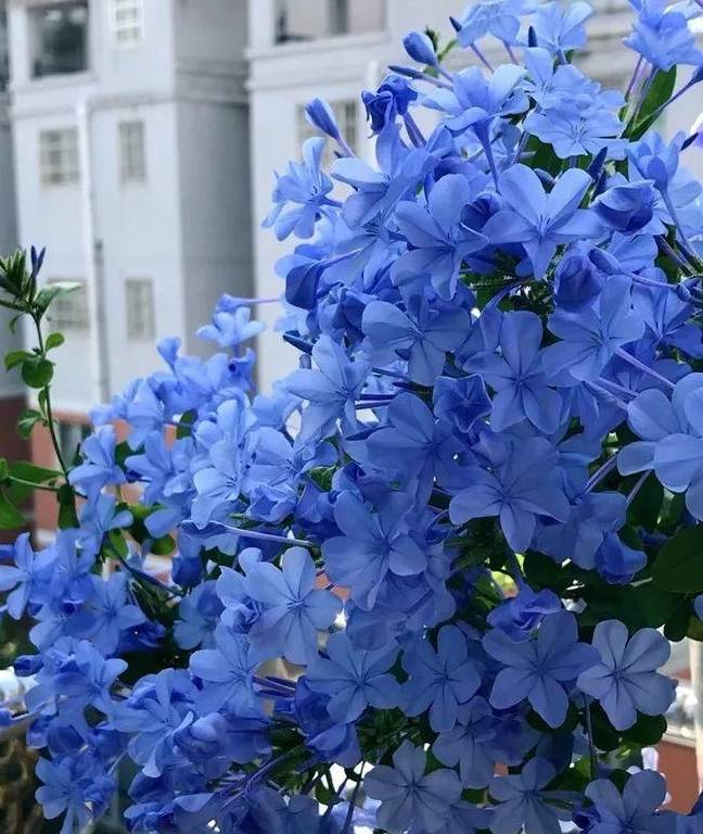 这花太能长,5年生了10麻袋,送人都送不完完!