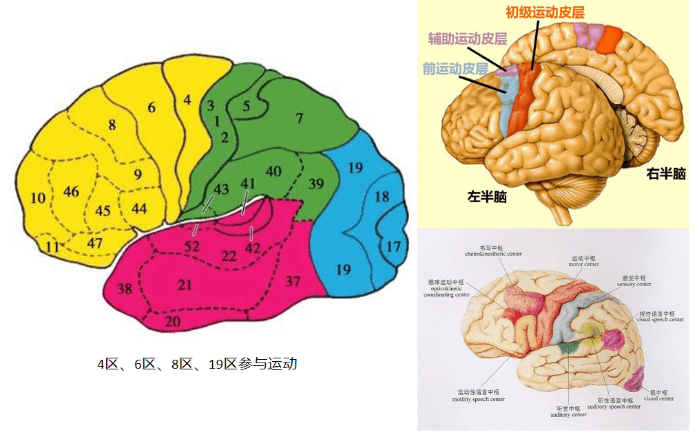 认识脑之四:运动与大脑