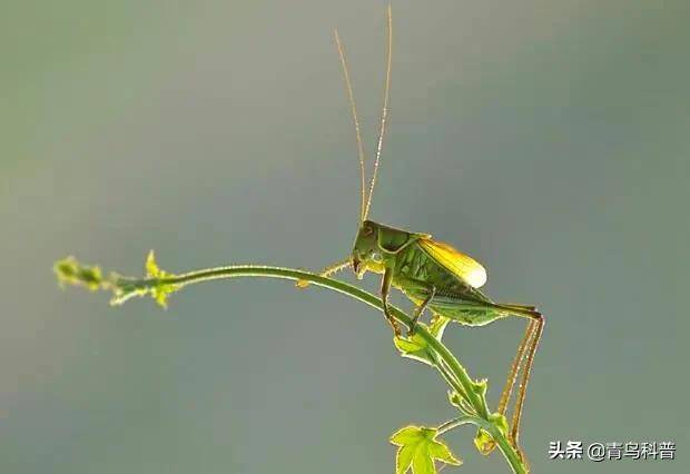 你會區分蛐蛐和蟈蟈嗎?_蟋蟀_田野_體型