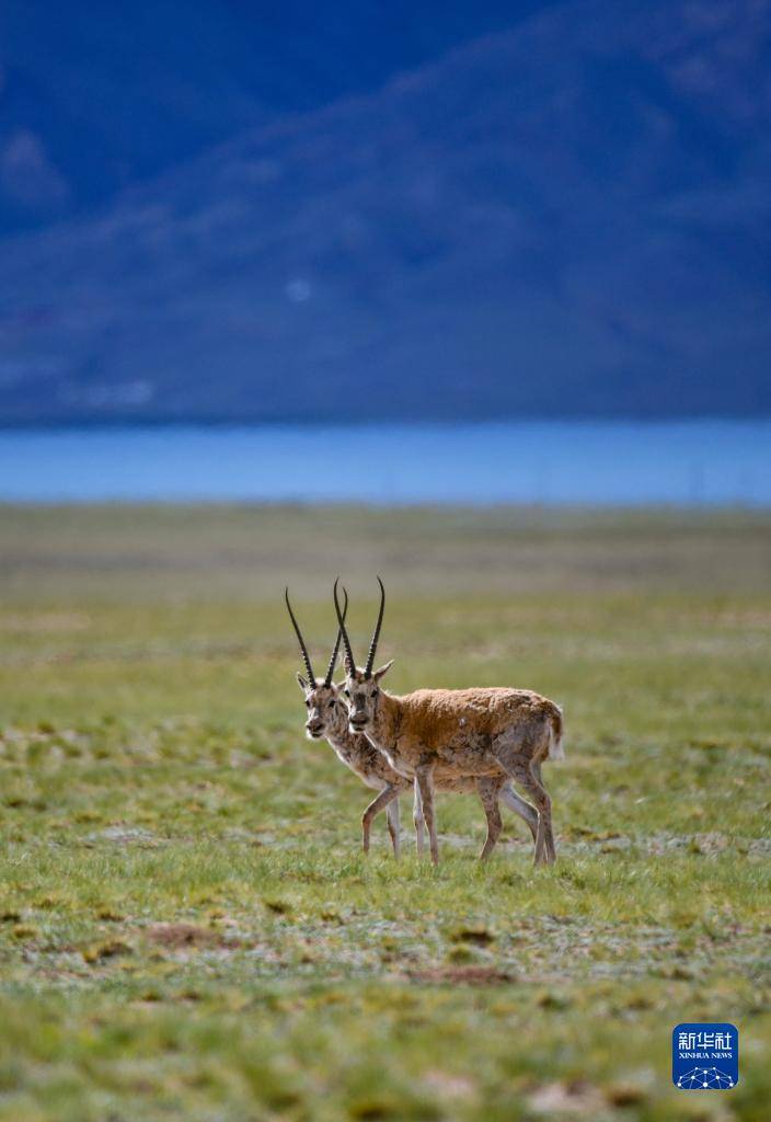 羌塘无人区里生命不息的藏羚羊图