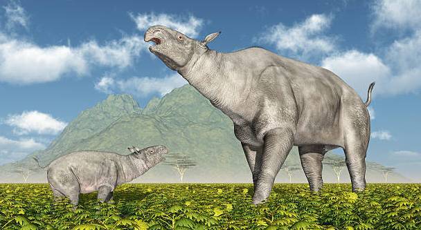 巨犀:地球上生存过的最大的陆地哺乳动物_化石_临夏_亚洲