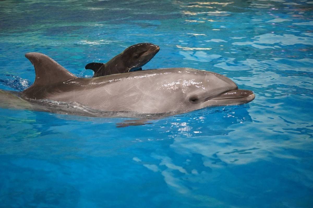与海豚宝宝相互陪伴支撑，海洋公园“留守者”每天为海洋生物准备3000斤口粮_陈洁_园区_动物