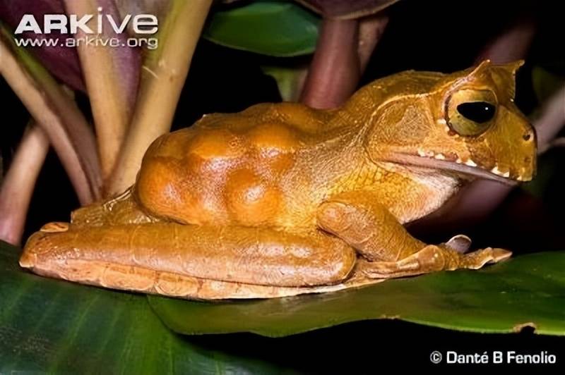 你见过有牙齿的青蛙吗?这一种你可能再也见不到了_上颌_下颚_进行