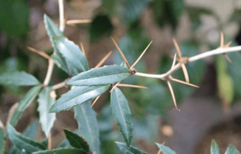 这种植物身上长刺