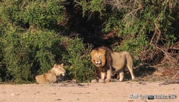 原創勒布隆雄獅聯盟號稱克魯格國家公園體型最大的雄獅聯盟威武