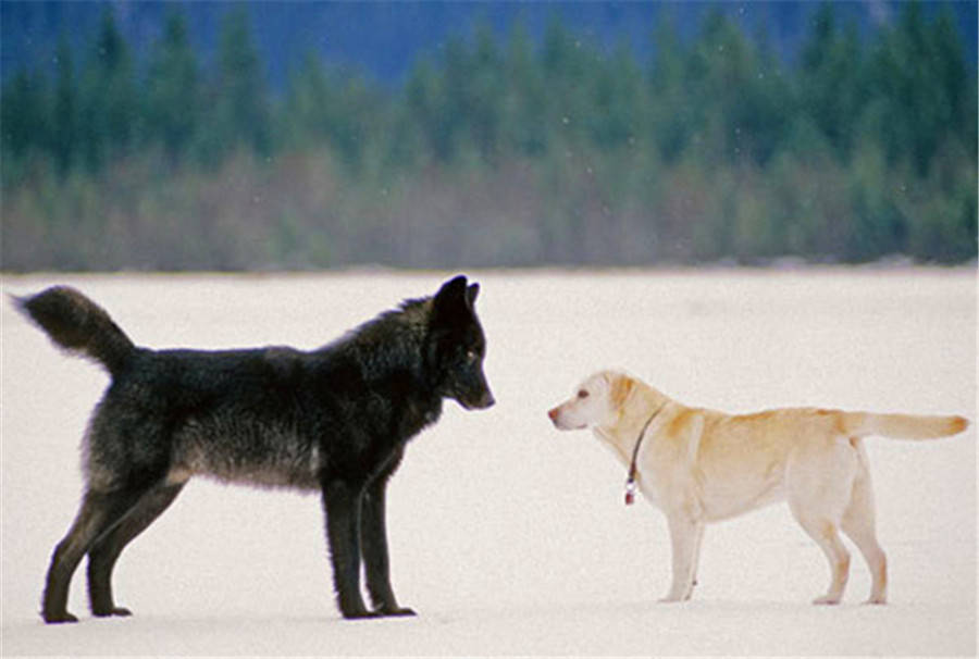 狼雖然野性十足,卻同樣也可以與人和動物和平共處