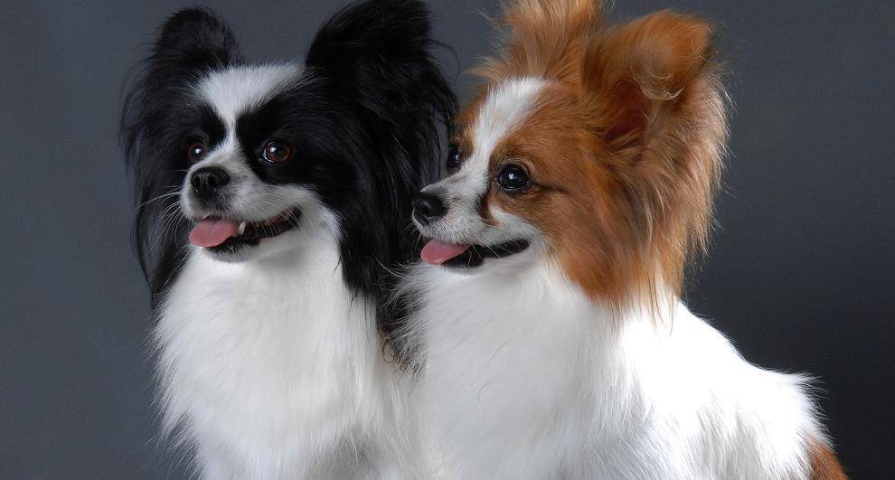 世界名犬大集合，五种世界上著名的狗，看看涨涨知识
