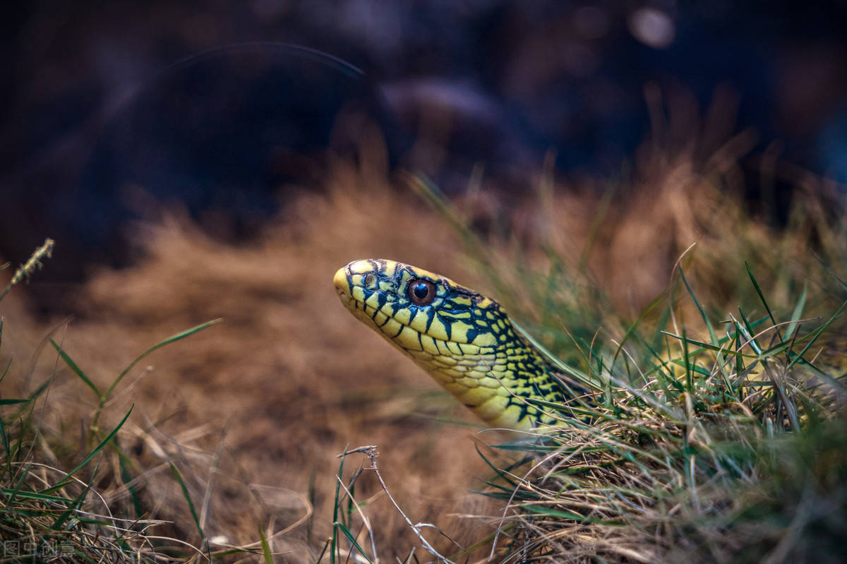 原创无毒蛇就是弱蛇蛇界煞星无毒的臭屁王王锦蛇