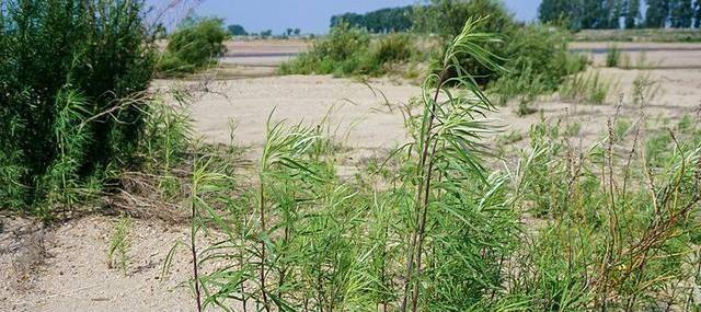 不分裂边缘成稀疏浅锯齿状,叶片修长形似柳树叶,故得名柳叶蒿