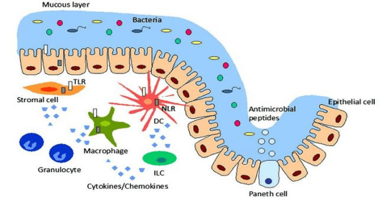 菌群移植的适宜人群