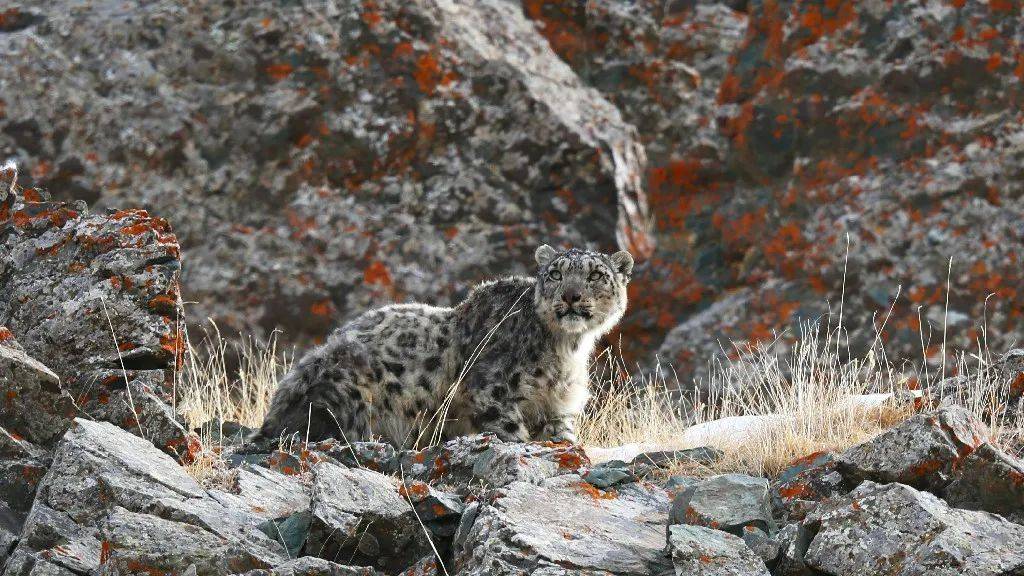 新疆和静:"雪山之王"闯入镜头